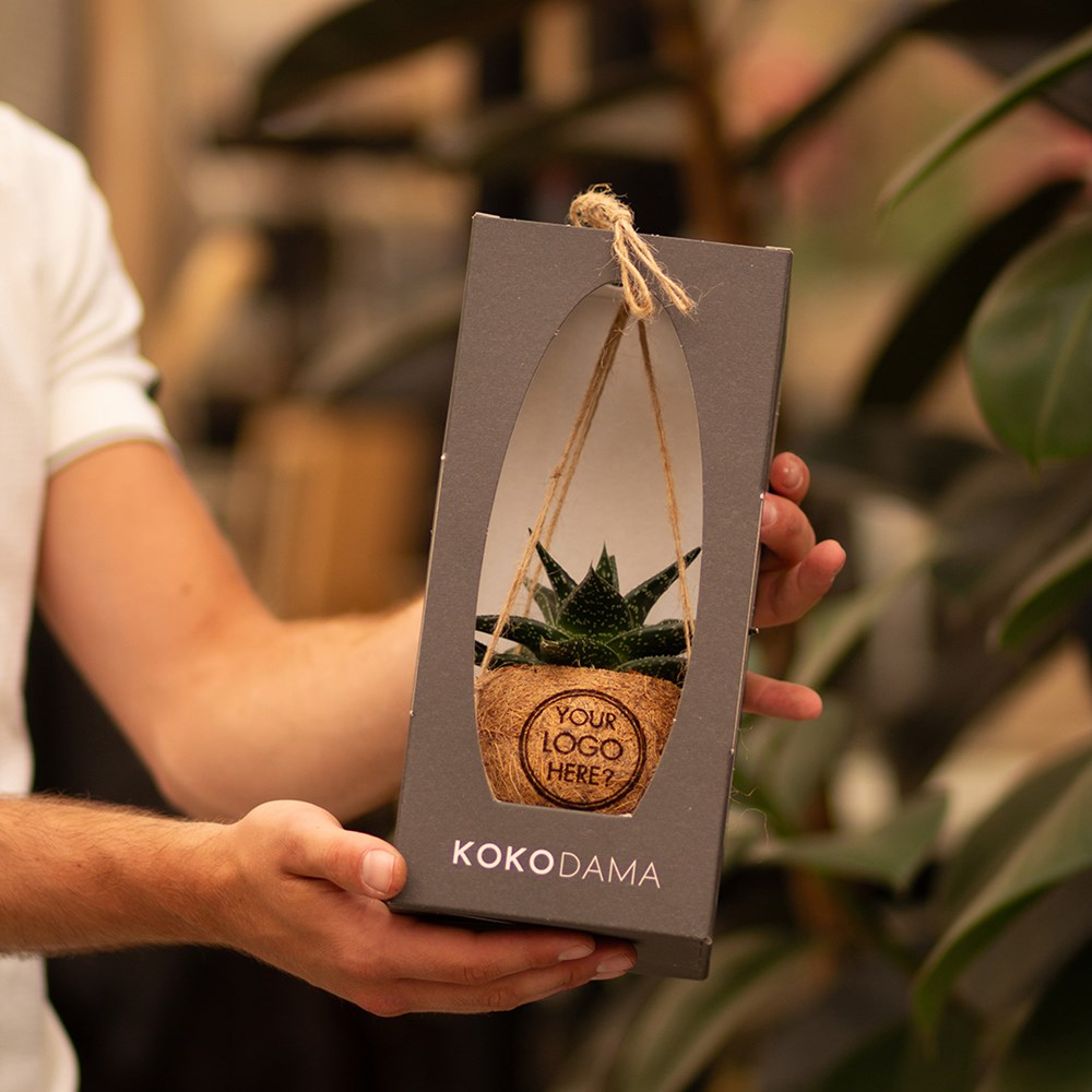 Kokodama® - Easy care mix (S), In Geschenkbox