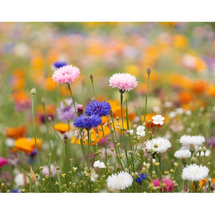 ASIDO - DIN A6 Wildblumen-Samenpapier