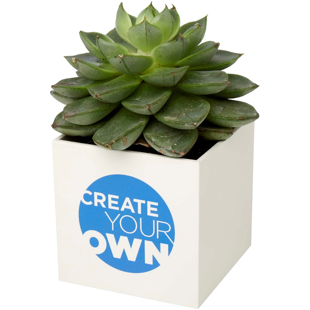Hey Pots Blumentopf aus Aluminium, Sukkulente
