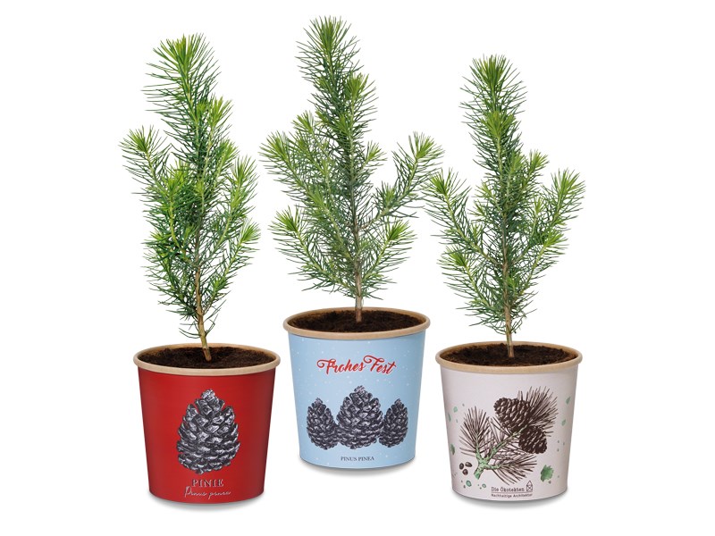 Pinie - ein außergewöhnlicher Weihnachtsbaum